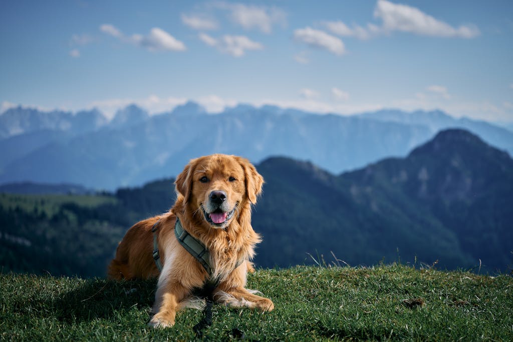 Free Praziquantel Dosage Calculator for Dogs 3 Free Praziquantel Dosage Calculator for Dogs