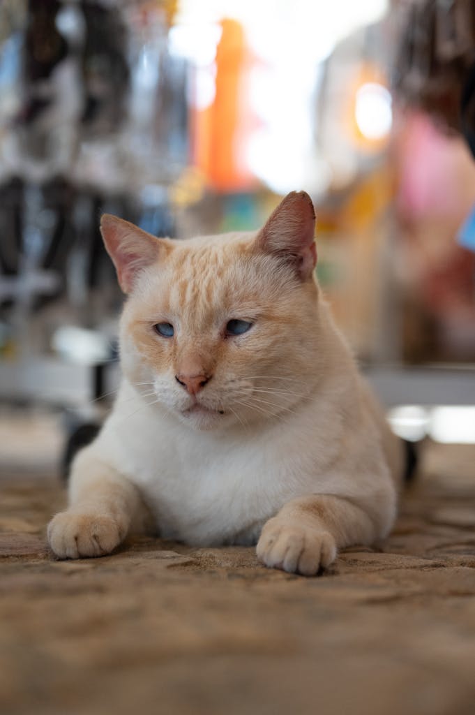 About Us 4 Adorable blue-eyed cat lounging on a cobblestone street in Albufeira, Portugal.