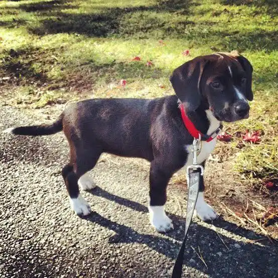 Beagle Mix Breeds: 18 Popular Beagle Mixes You Can Adopt Today 3 Beagador
