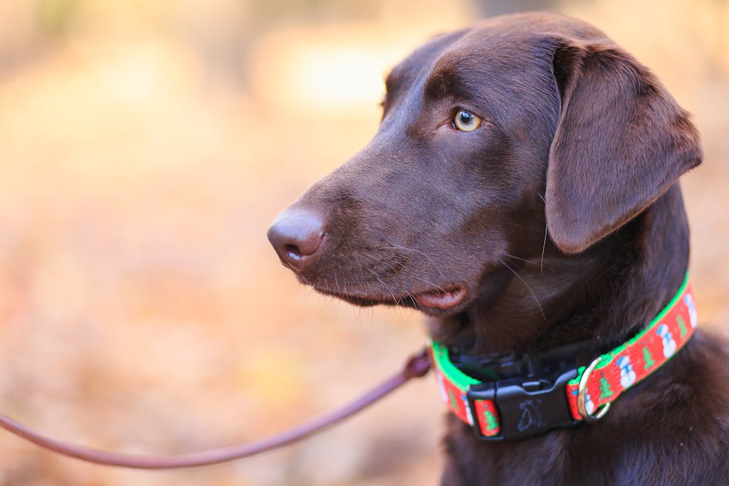10 Safest Shock Collars For Dogs – The Simple, Easy Guide For Best Dog Training Collar 2 Safest Shock Collars For Dogs