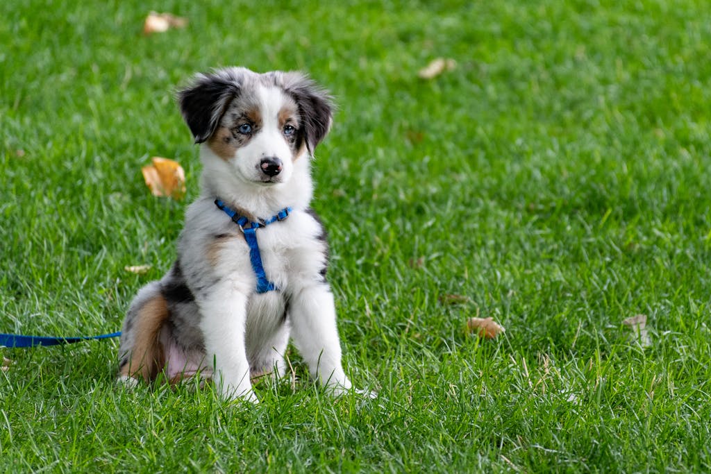 Free Gabapentin Dosage Calculator for Dogs 2 Gabapentin Dosage Calculator for Dogs