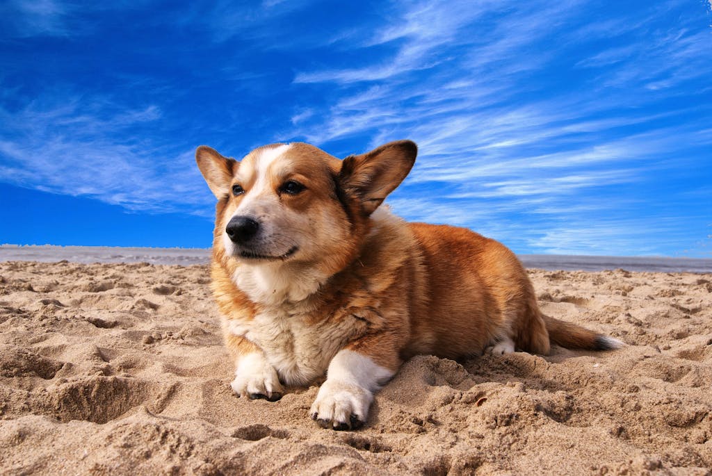 Free Praziquantel Dosage Calculator for Dogs 2 Praziquantel Dosage Calculator for Dogs