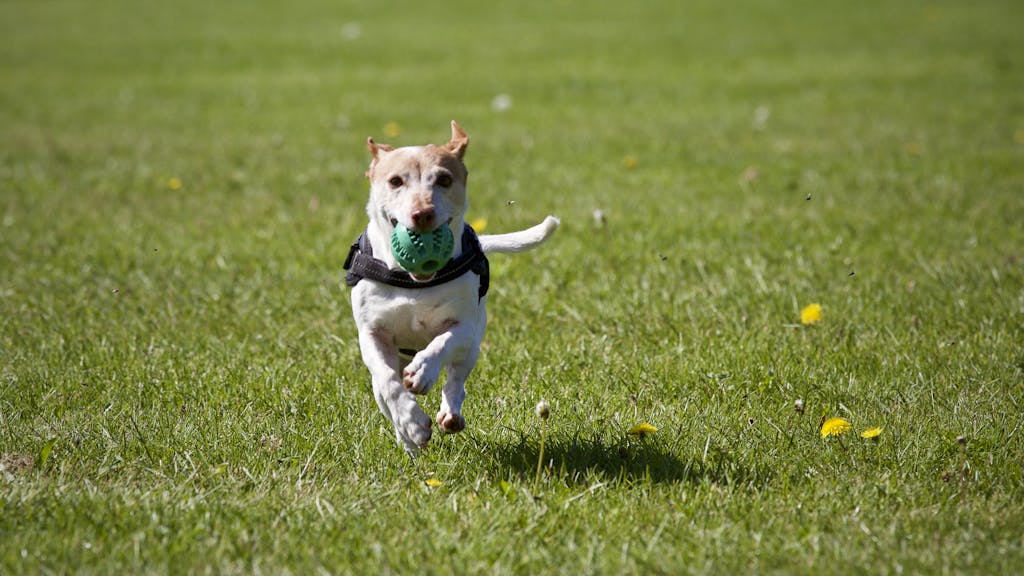 Free Azithromycin for Dogs Dosage Calculator 2 Azithromycin for Dogs Dosage Calculator