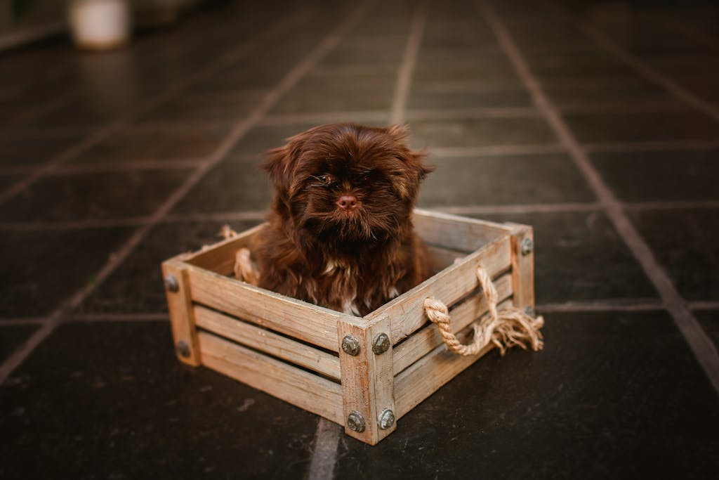 How To Crate Train Your Puppy Fast: The Best Way To Crate Train Your Dog 3 A cute fluffy brown puppy sitting inside a rustic wooden box on a tiled indoor floor.