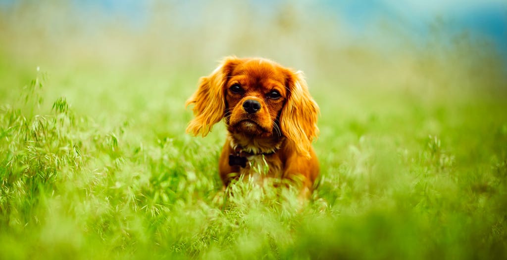 Best Dog For Retired Woman – 13 Awesome Companions 3 Best Dog For Retired Woman