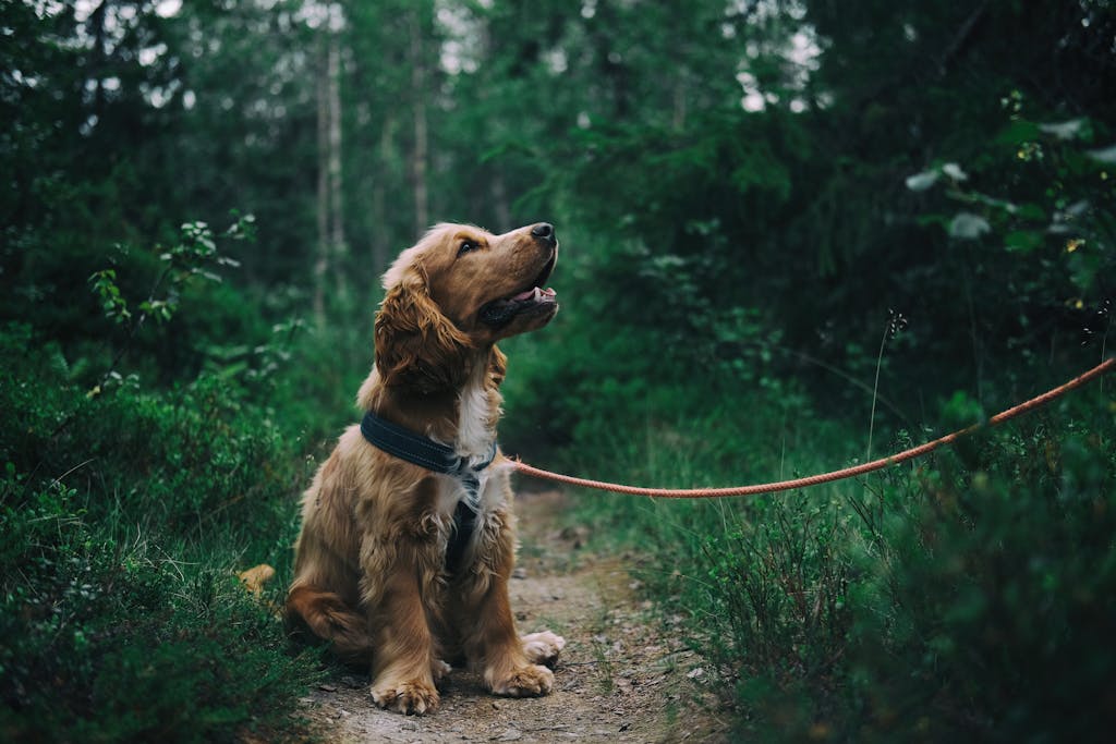 Reward-Based Training: Why Positive Reinforcement Still Matters 2 Why Positive Reinforcement Still Matters