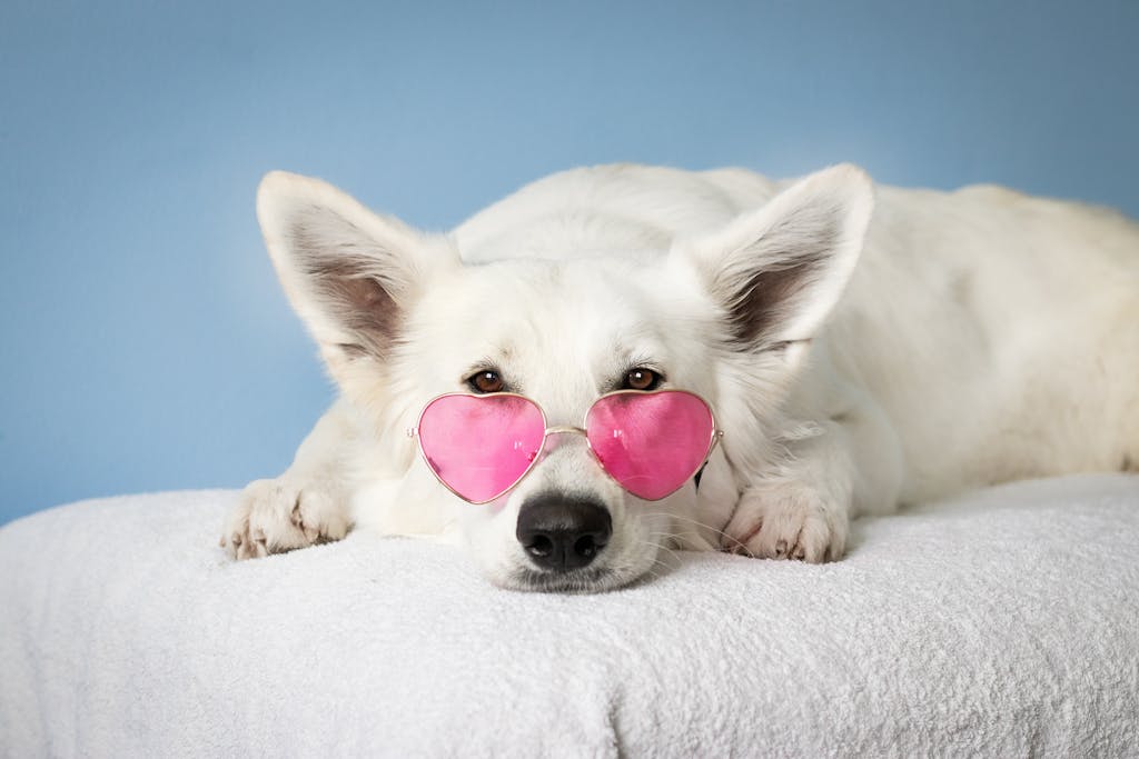 Free Dog Coat Colour Genetics Calculator: A Fun Guide for Breeders and Dog Lovers 2 Dog Coat Colour Genetics Calculator