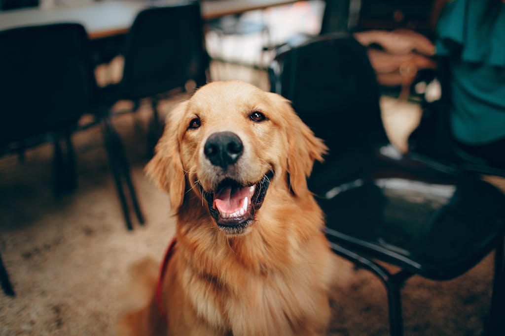 20 dogs that are good with families: Finding the Perfect Dog for Families Kids Will Love 2 dogs that are good with families
