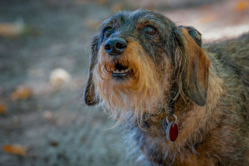 10 Best Shock Collar For Stubborn Dogs For Training 2 Best Shock Collar For Stubborn Dogs