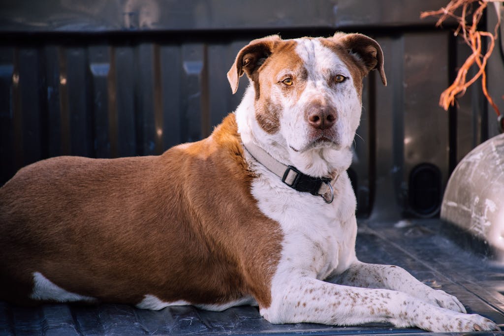 Are Leather Collars Better For Dogs? Expert Views on Dog Collar Choices 2 Are Leather Collars Better For Dogs?