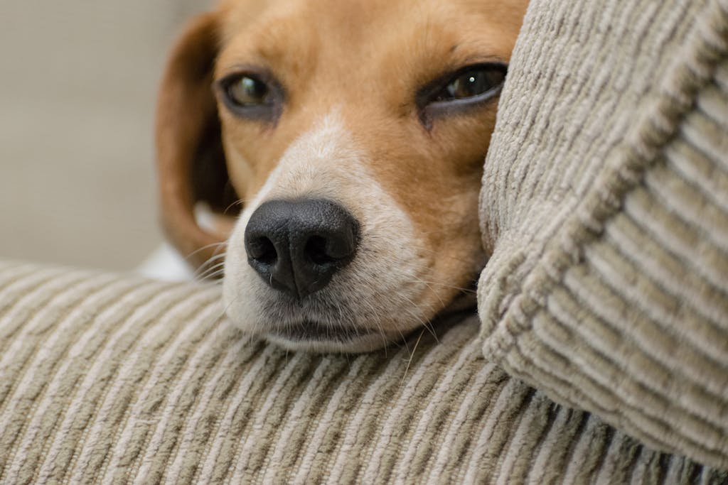Beagle Mixes for Adoption : Find Your Perfect Companion 2 Beagle Mixes for Adoption