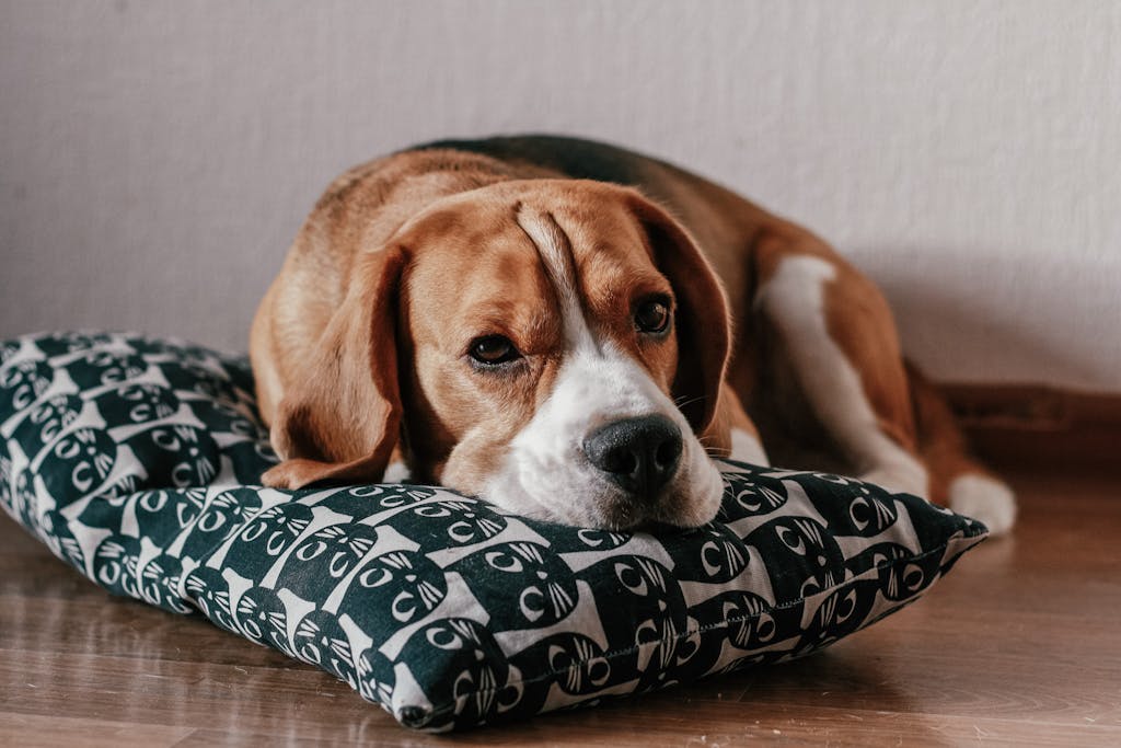 Beagle Mix Breeds: 18 Popular Beagle Mixes You Can Adopt Today 2 Beagle Mix Breeds