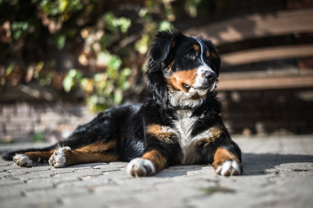 10 Best Dog Collar For Large Dogs That Pull 25 Dog Collar For Large Dogs That Pull