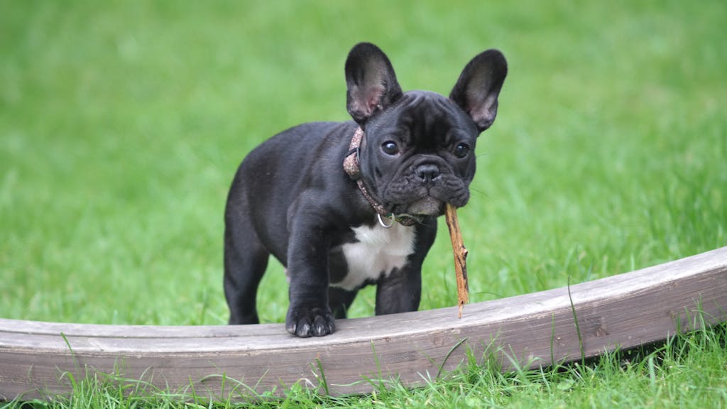 Are French Bulldogs Really From France? A Deep Dive into the French Bulldog Breed 3 Cute French Bulldog puppy holding a stick in its mouth on green grass.
