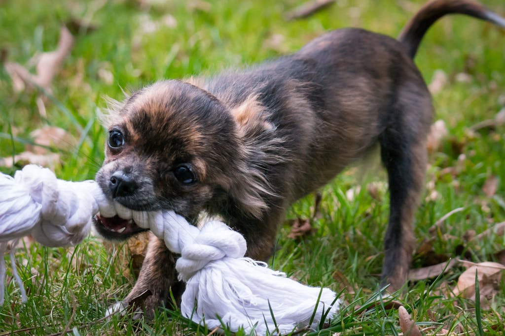 Free Dog Bite Compensation Calculator 2 Dog Bite Compensation Calculator