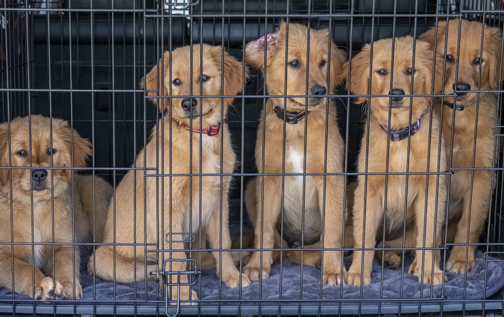 How To Crate Train Your Puppy Fast: The Best Way To Crate Train Your Dog 2 How To Crate Train Your Puppy Fast