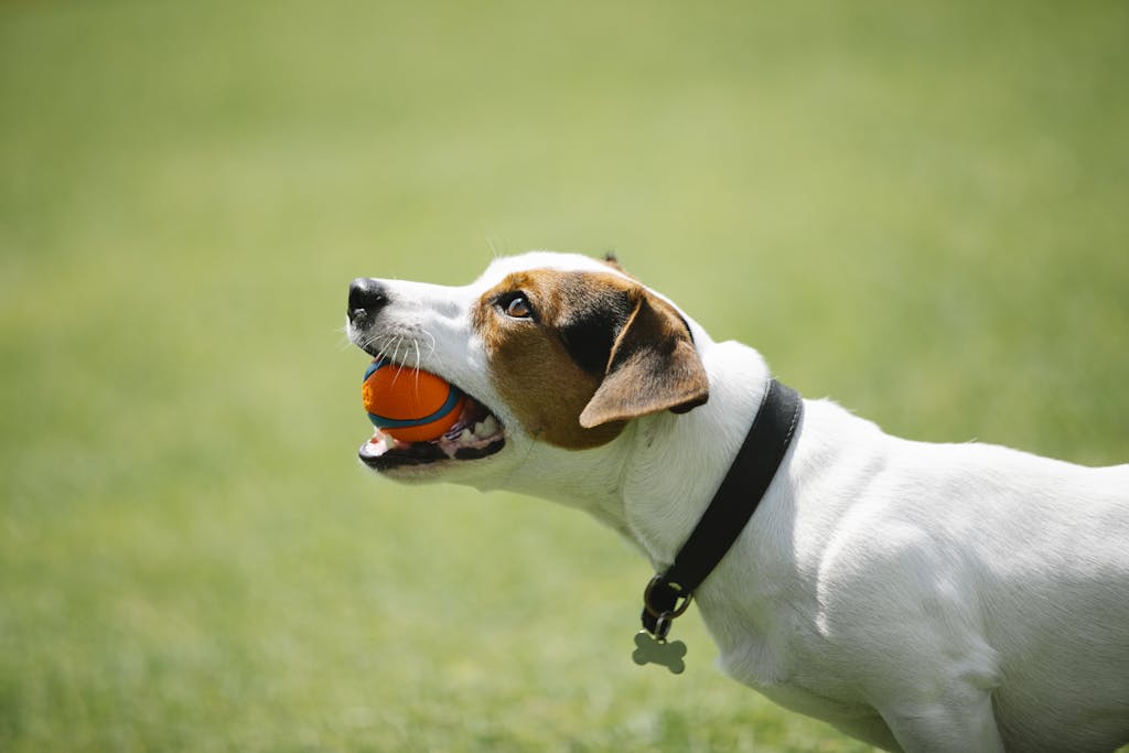 how to use e collar for training dogs-5 Easy Steps 2 how to use e collar for training dogs