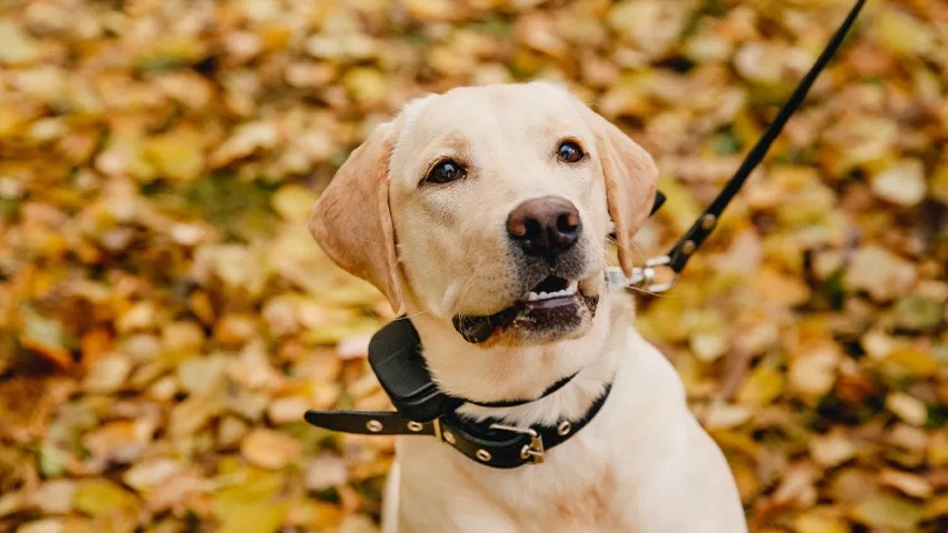 Can Shock Collars Hurt Dogs