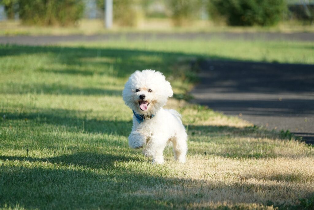 Best dog for people with allergies