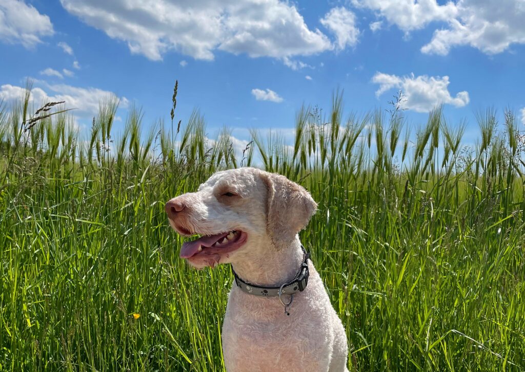 Lagotto Romagnolo