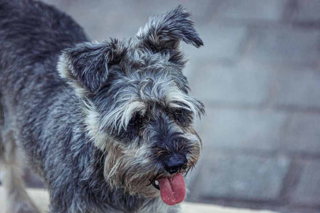 Schnauzer