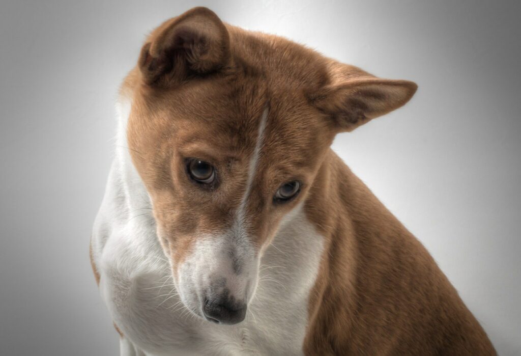 Tan Basenji