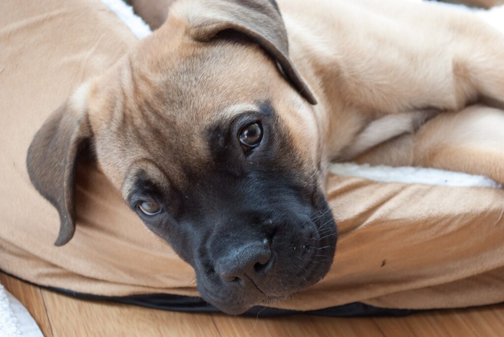 Bullmastiff  breed