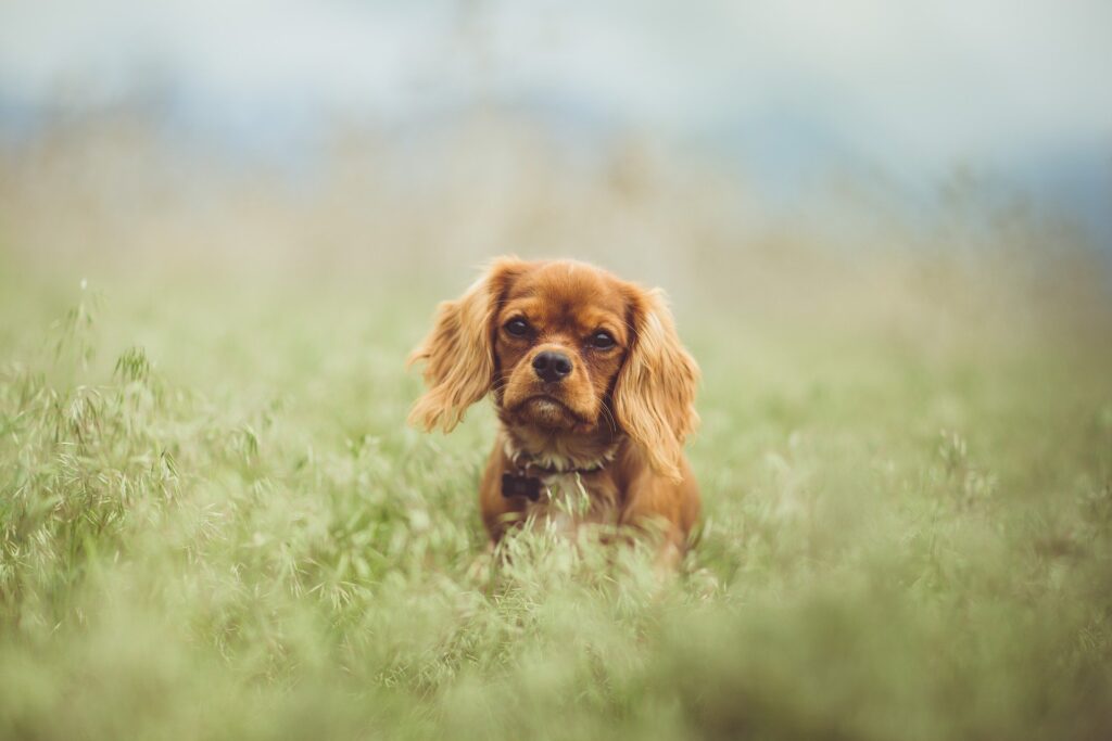 Cavalier King Charles Spaniel puppy