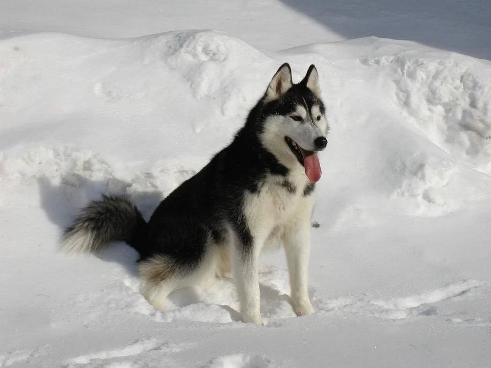 Dog Breed Like Wolf