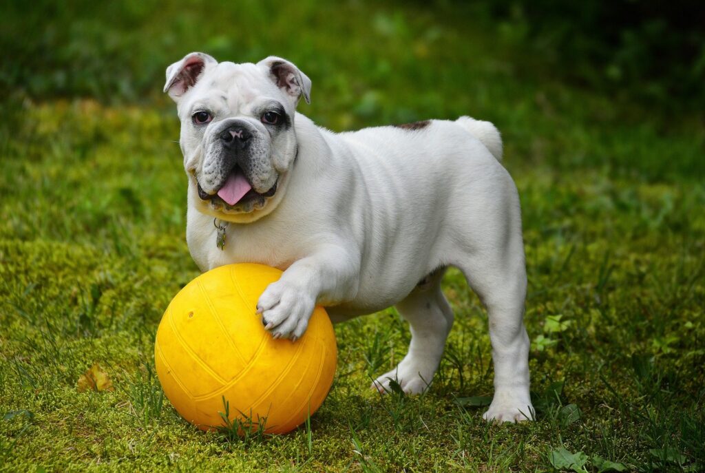 white English Bulldog