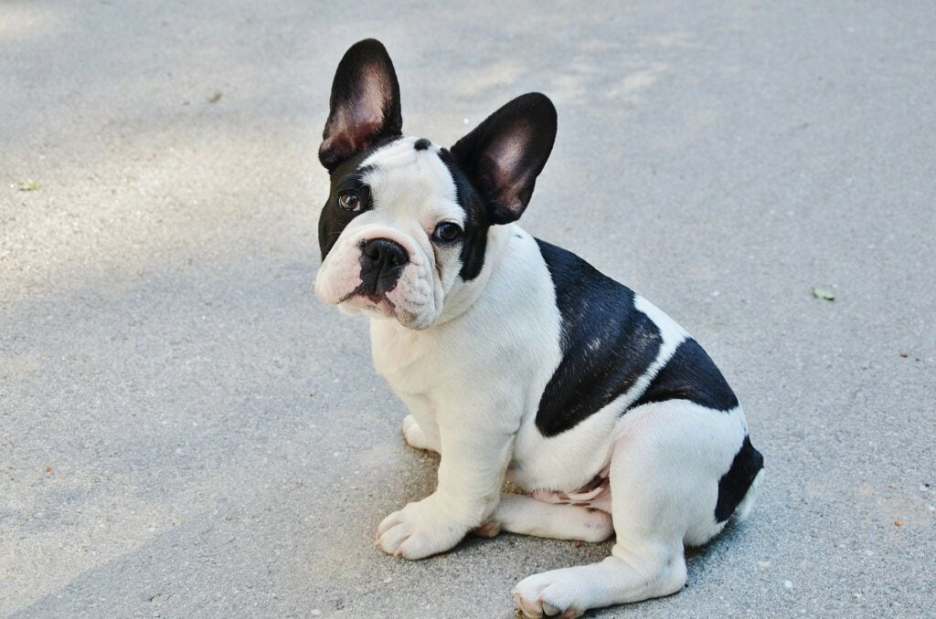 French Bulldog 1