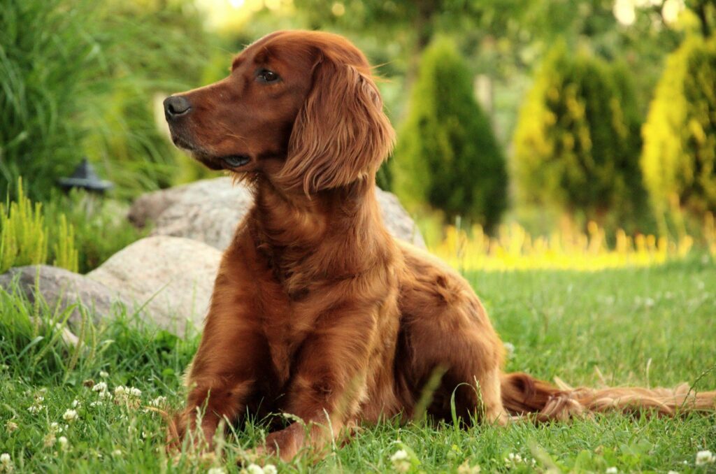 Irish Setter condo dogs