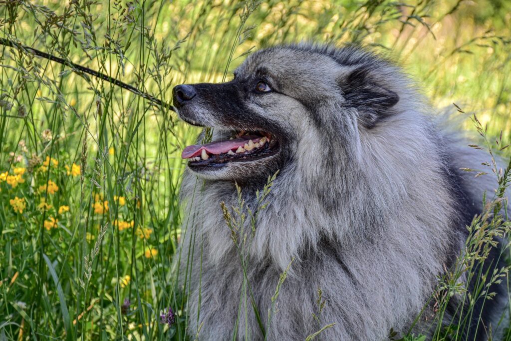 Keeshond