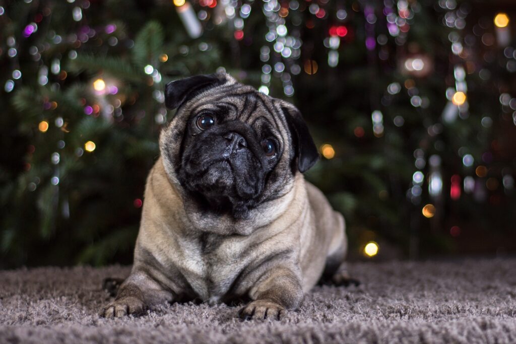 Pug