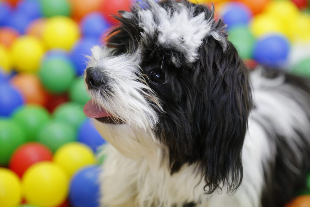 Shih-Tzu best dog for young couple