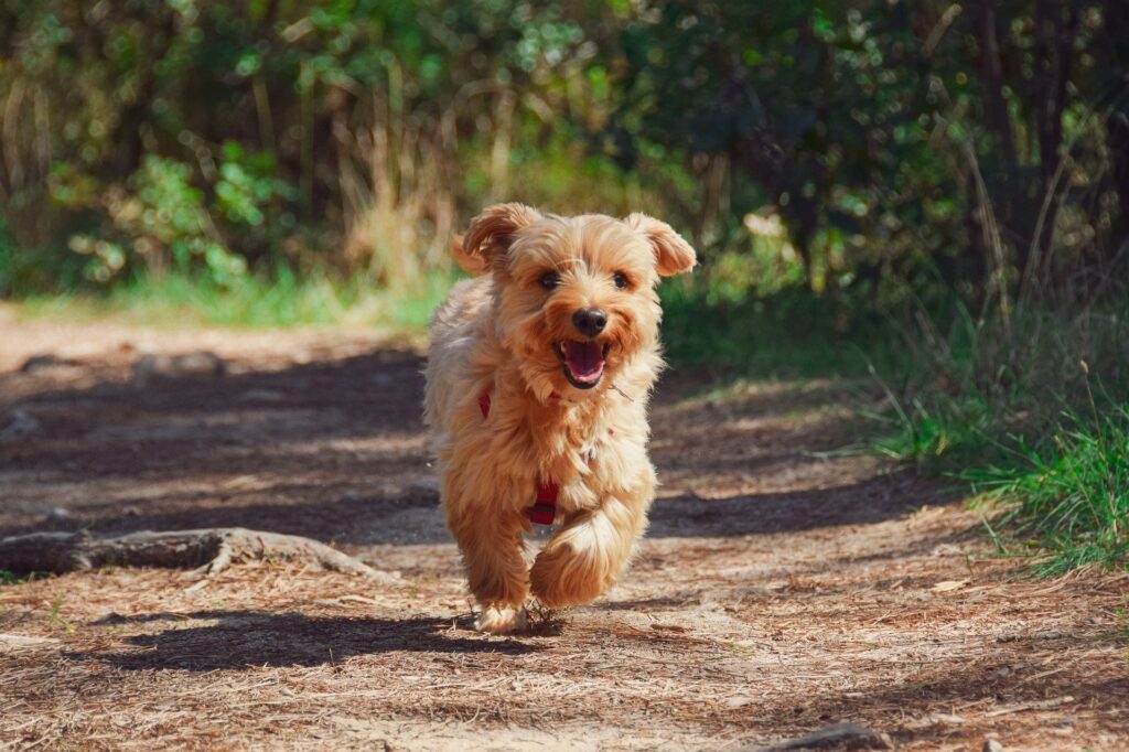 Yorkie