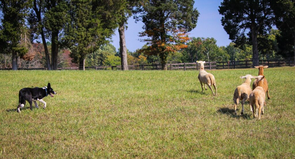 Herding Breeds