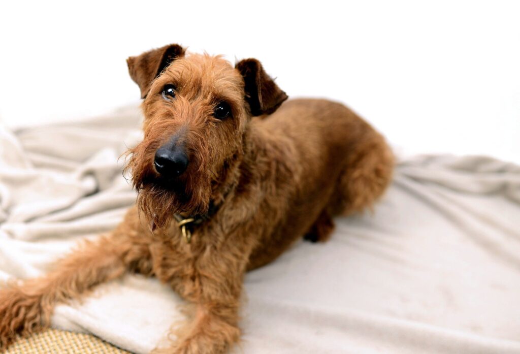 Terrier Breeds