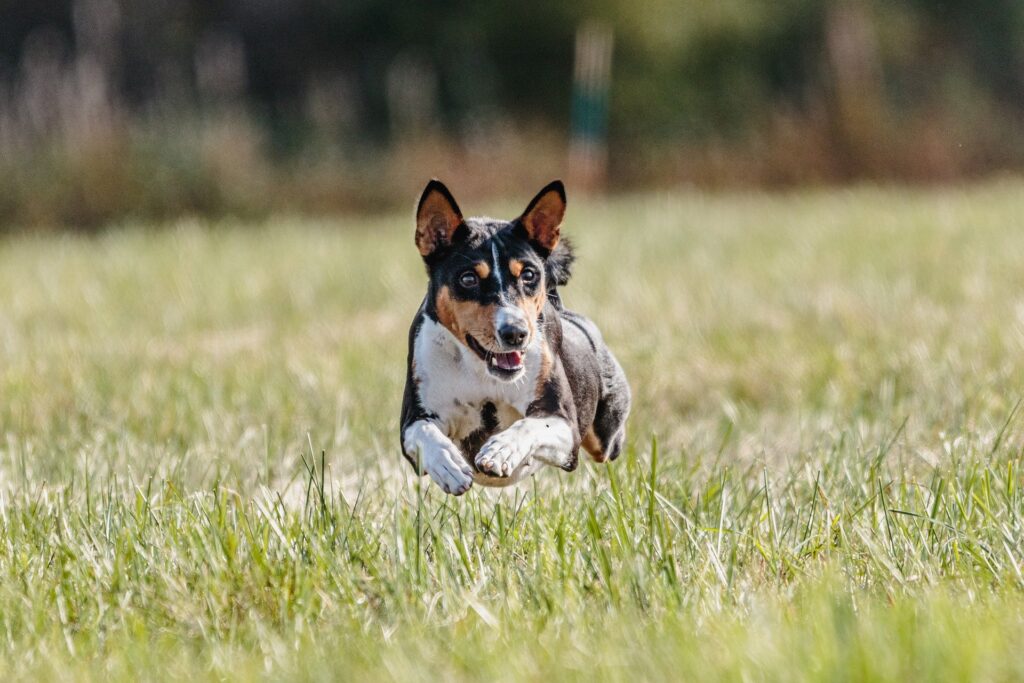 sporting breeds