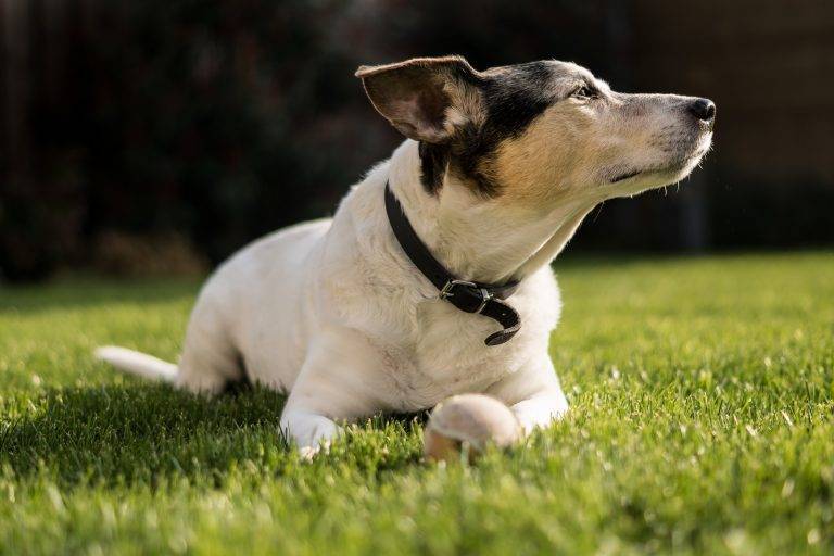 Shock Collar Burn Treatment