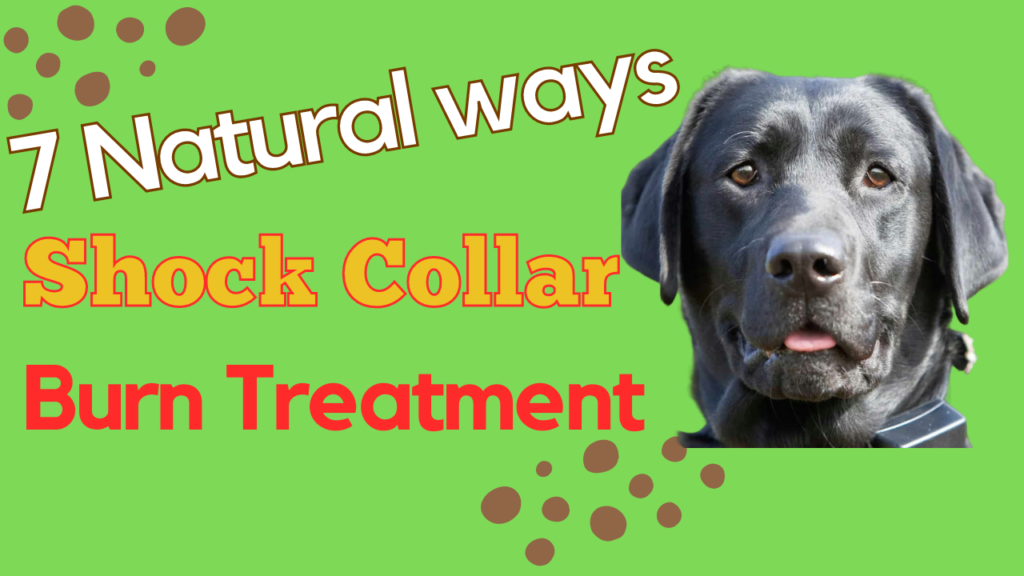 Shock Collar Burn Treatment