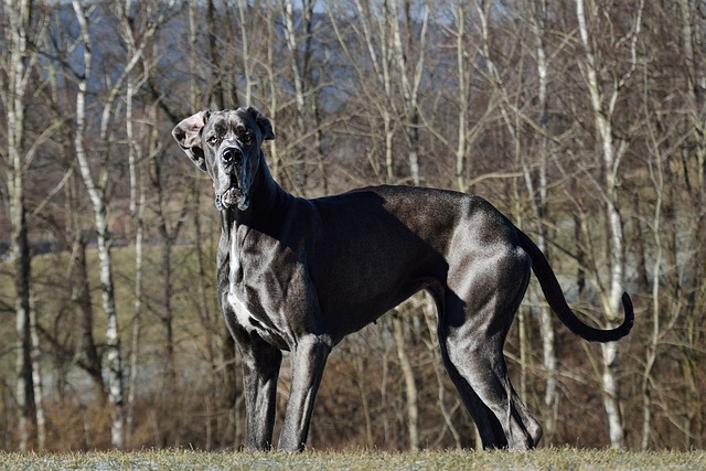 Great Dane - Large Dog Breed