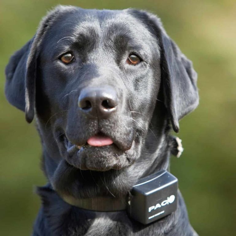 10 Safest Shock Collars For Dogs | Best Dog Training Collars 2023