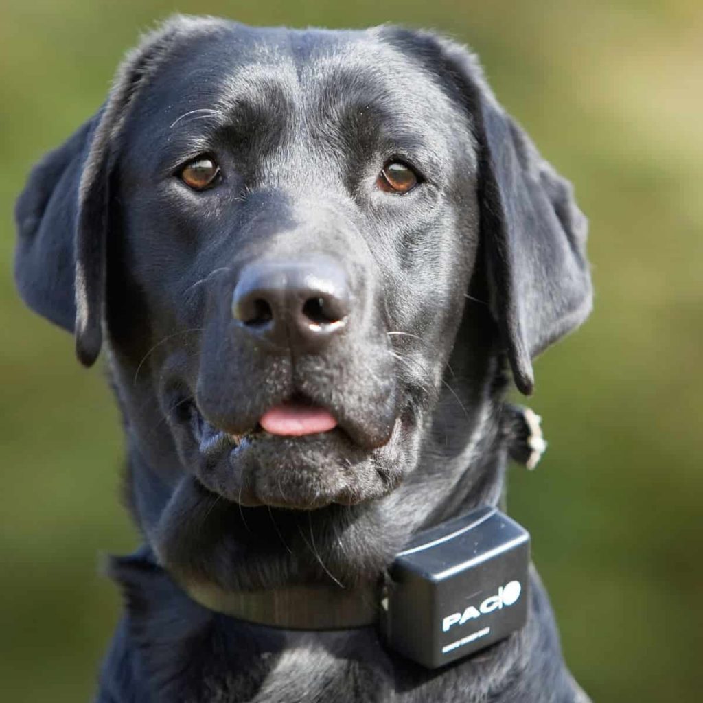 Safest Shock Collars For Dogs