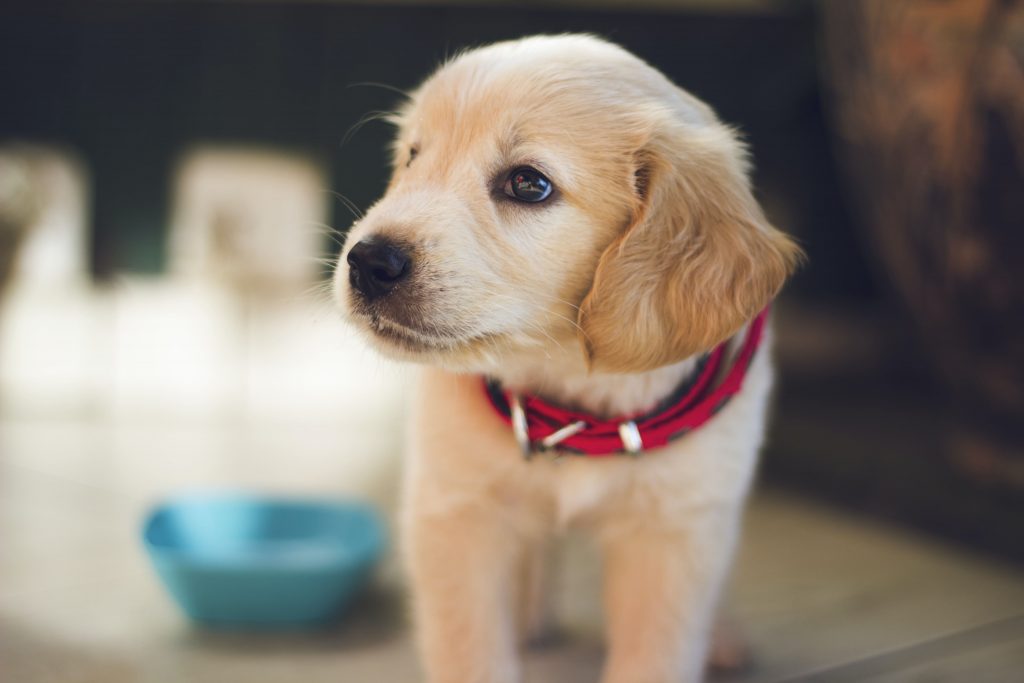 what laundry detergent is best for dogs