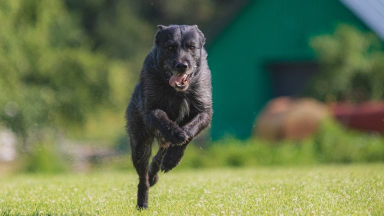 how to stop a dog from jumping and nipping