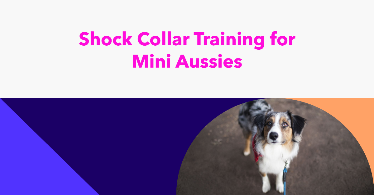Best Shock Collar for Mini Australian Shepherds