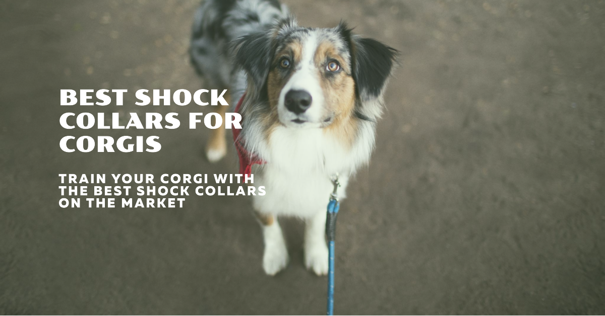 Best Shock Collars for Corgis