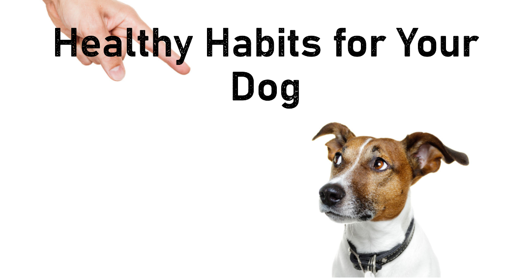 Why Does My Dog Keep Losing Weight ThePetcareidea