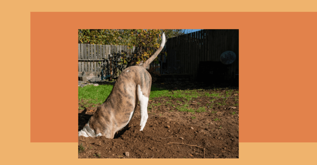 How To Stop A Dog From Digging Up The Yard